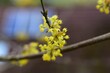 Blüte von Cornelkirsche, Cornus mas, im Frühling