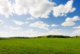 Fototapeta Desenie - Young green wheat and perfect blue sky with cumulus clouds.