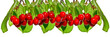 Cherries on a branch in row isolated 