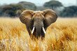 Elephant Africa safari wildlife animal and savanna landscape