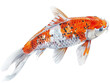Illustration of a Japanese koi fish swimming. Illustration using watercolor medium.