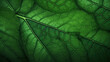 © xuan - Green leaves texture natural pattern