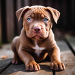 perro raza dogo, cachorro color marrón, retrato 