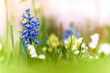 Kwiaty na łące kwietnej. Kwitnące krokusy. Krokus wiosenny. Wiosenny pożytek dla pszczół. Pszczele pożytki. 