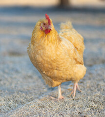 Wall Mural - Buff orpington female chicken stepping lightly across the frost