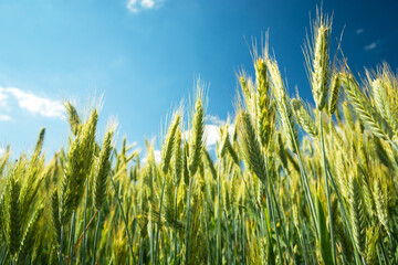 Wall Mural - Green and yellow ears of triticale against the sky