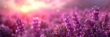 Fototapeta Kwiaty - pink and purple  Lavender field background on blurred background, banner , copy space