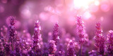 Fototapeta Kwiaty - pink and purple  Lavender field background on blurred background, banner , copy space