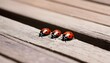 Ladybugs Crawling On A Wooden Bench