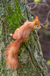 Eurasian Red Squirrel - Sciurus vulgaris, beautiful popular small mammal from European gardens and forests, Pilsen, Czech Republic.