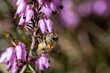 Honigbiene mit Pollen