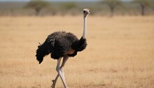 An Ostrich Strutting Confidently Across The Savann
