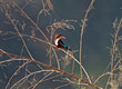 White-throated kingfisher perched on tree branch