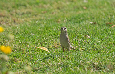 Wall Mural - House sparrow stood on grass in garden