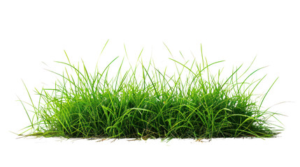 Poster - photograph of Green grass field , Isolated on a transparent background.