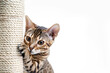 Cute pet, bengal cat, sharpens its claws on a cat tree at home