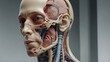 human skull anatomy