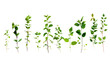 Plant stages--Plant evolution. Isolated on transparent background.