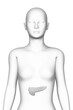 pancreas, female human body, organ, medical science
