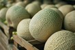 Cantaloupe melons at a market featuring fresh produce and agricultural food with a healthy natural appeal