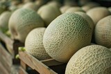 Fototapeta  - Cantaloupe melons at a market featuring fresh produce and agricultural food with a healthy natural appeal