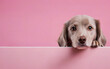 dog, love your pet day, banner, greeting card, social media, pink background