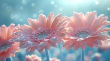  A Close Up Of Three Pink Flowers With Drops Of Water On Them And A Blue Background With Boke Of Light.