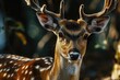 A close up image of a deer with antlers, suitable for various nature themes