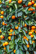 Hong Kong orange tree