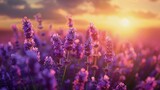 Fototapeta Na drzwi - Lavender Fields at Sunset
