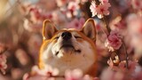 Fototapeta  - Shiba Inu relaksuje się z zamkniętymi oczami, wśród wiosennych rozkwitniętych jasno różowych kwiatów. zamkniętymi oczami.