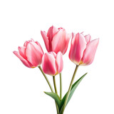 Fototapeta Tulipany - pink tulip flowers isolated on the transparent background