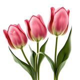 Fototapeta Tulipany - pink tulip flowers isolated on the transparent background