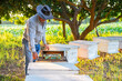 apiarist farmer working in the evening sun in the longan garden,concept of people lifestyle,rural,beekeeper,beekeeping,orchard,agricultural business,industrial