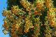 Rowanberry tree with yellow fruits