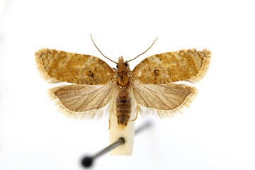 Wall Mural - Strawberry tortrix (Acleris comariana). Prepared specimen in museum collection.