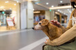 Woman go shopping mall with her dachshund dog