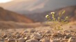a small plant with a flower on a rocky arid environment on blurred mountain background 