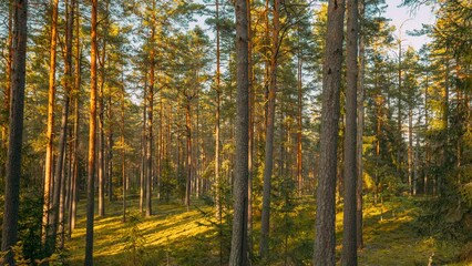 Poster - Russia. Time lapse Autumn Forest At Sunset. Timelapse. Beautiful Sun Sunshine In Sunny Autumn Coniferous Woods. Sunlight Sunrays Shine Through Trees In Landscape. 4K. Shadows In Motion. Russian Nature