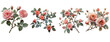 Pink & bred rose Florals  isolated on a transparent or white background, Png