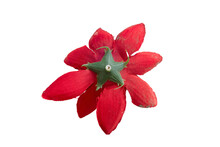 Red Artificial Flower On White Background