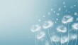 dandelion fluff background for aesthetic minimalism style background light blue color wallpaper with elegant and light flying fluffs on empty wall fragile lightweight and beautiful nature backdrop