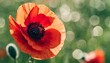 remembrance day background with copy space red poppy flowers on bokeh background suitable for social media posts posters and other marketing materials