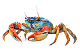 Fototapeta Dziecięca - Hand drawn watercolor crab sea animals illustration on transparent background