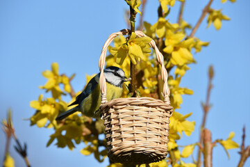 Wall Mural - Blaumeise im Frühling 