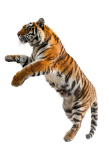 Wall Mural - A big tiger is leaping into the air isolated on white or transparent background, png clipart, design element. Easy to place on any other background.