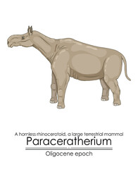 Poster - Paraceratherium, a hornless rhinocerotoid, a large terrestrial mammal