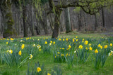 Fototapeta Kwiaty - żonkile w parku, daffodils	