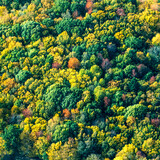 Fototapeta Paryż - vue aérienne de forêt à l'automne en France