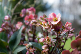 Fototapeta Kwiaty - Helleborus, różowy ciemiernik	